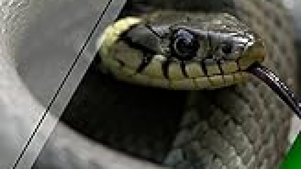 The 16 Best Documentaries About Snakes The 16 Best Documentaries About Snakes