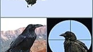 The 14 Best Documentaries About Crows The 14 Best Documentaries About Crows