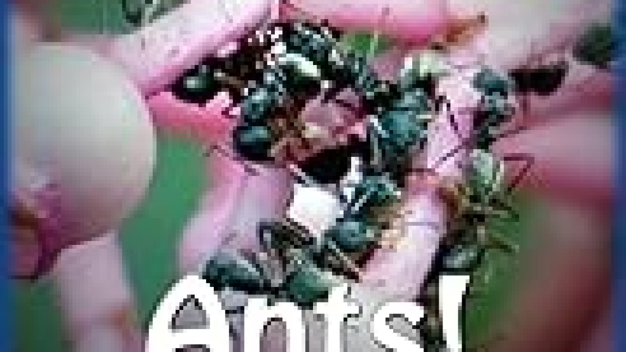 The Best Documentaries about Ants The Best Documentaries about Ants