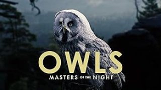 The Best Documentaries about Owls The Best Documentaries about Owls