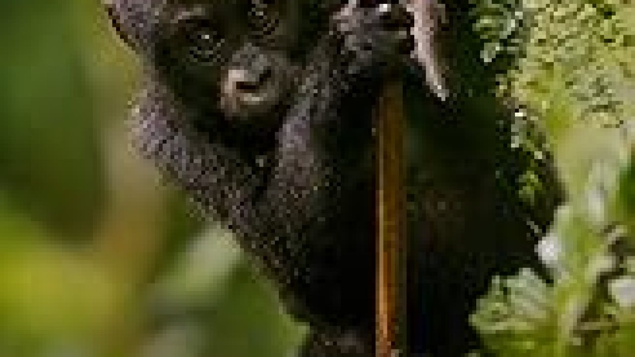 The Best Documentaries About Gorillas The Best Documentaries About Gorillas