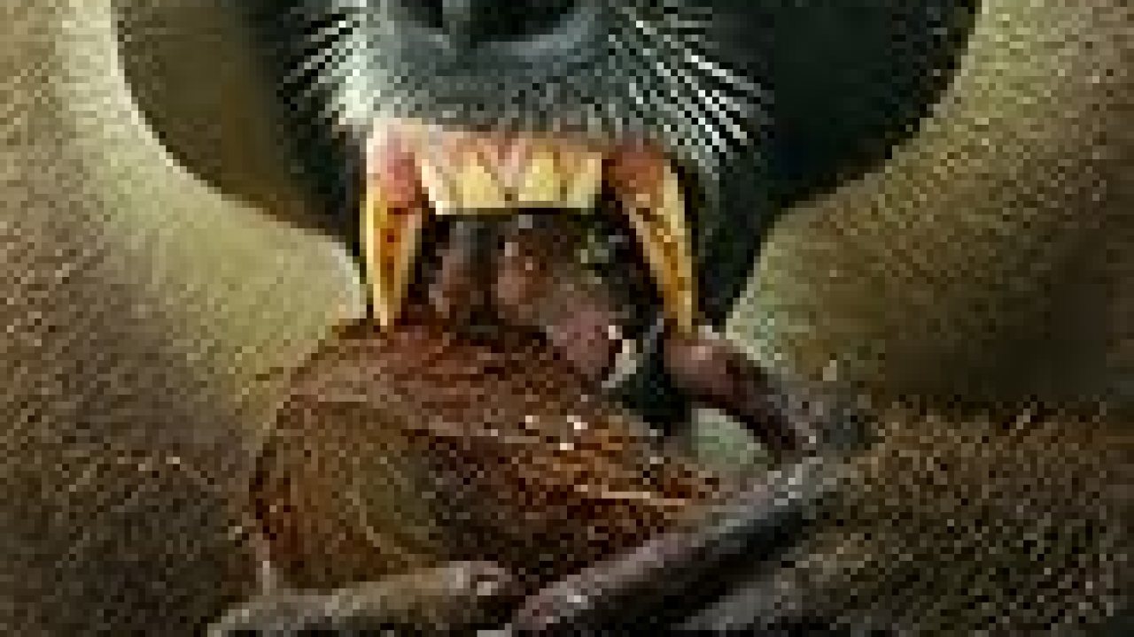 The Best Documentaries About Monkeys The Best Documentaries About Monkeys