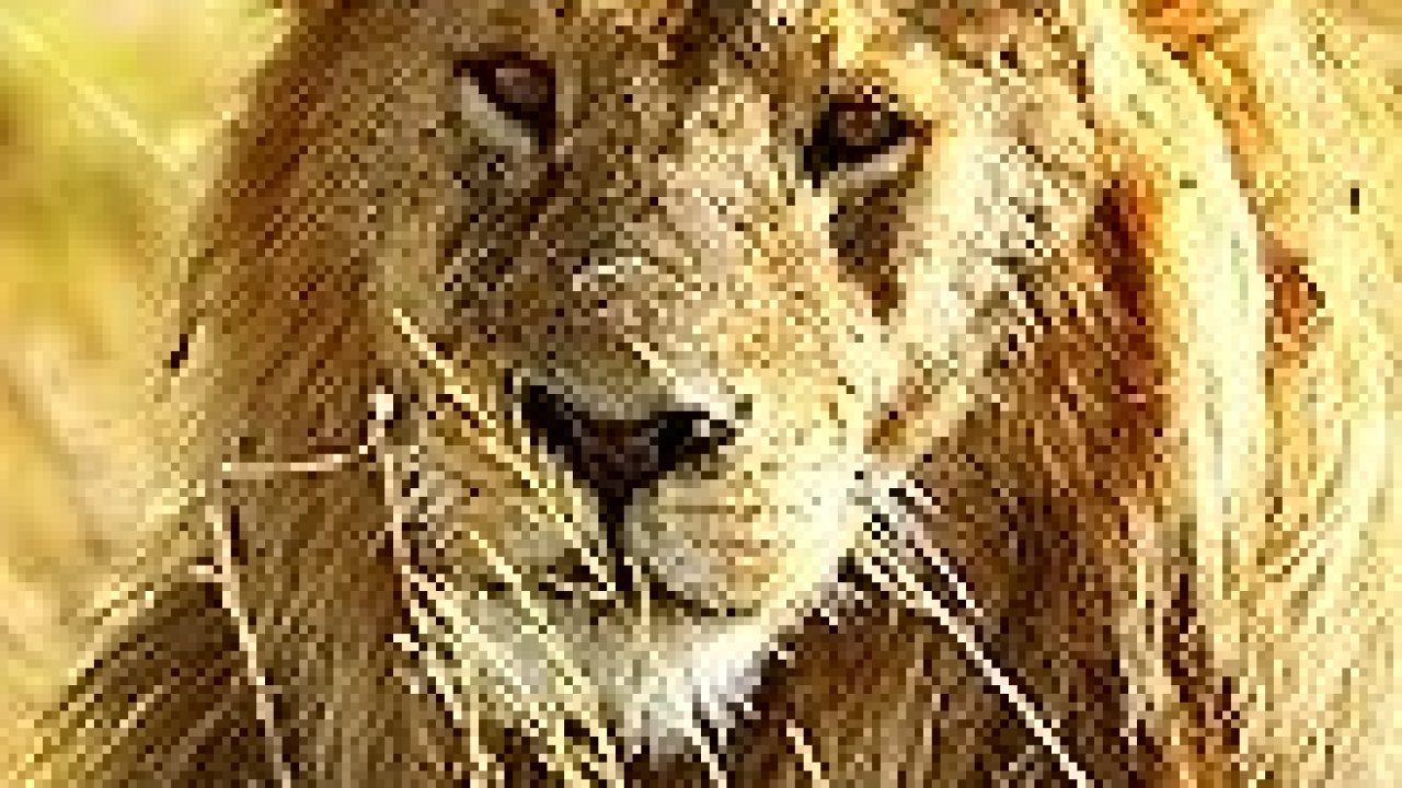 The Best Documentaries About Lions The Best Documentaries About Lions