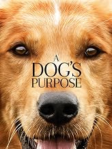 Best Movies About Dogs Best Movies About Dogs
