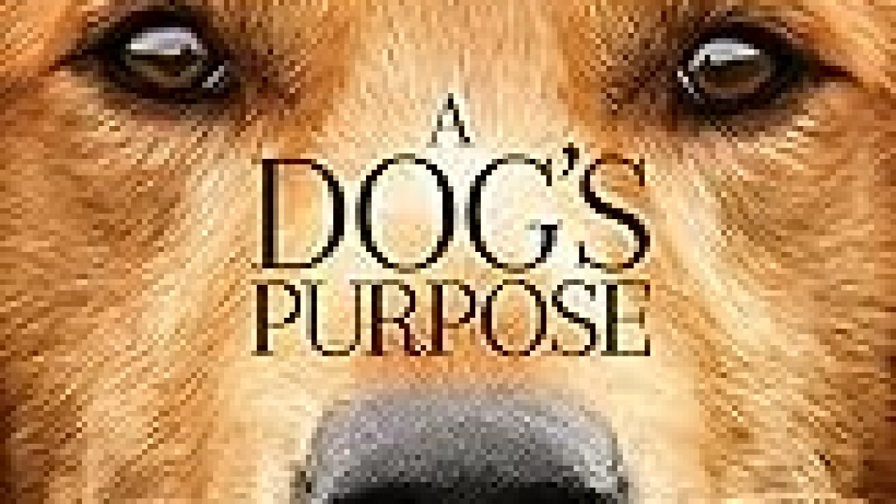 Best Movies About Dogs Best Movies About Dogs