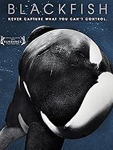The Best Documentaries About Orcas Or Killer Whales The Best Documentaries About Orcas Or Killer Whales