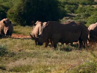 The Last Rhino The Last Rhino