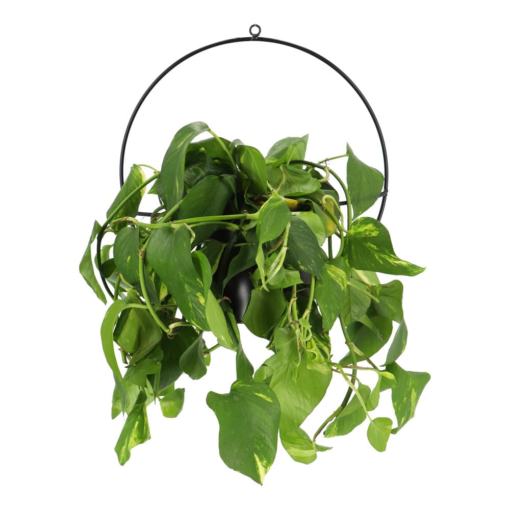 Černý nástěnný držák na květináč Esschert Design Planter - Obrázek 2