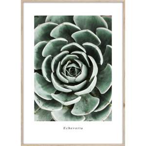 Obraz 50×70 cm Echeveria – Styler