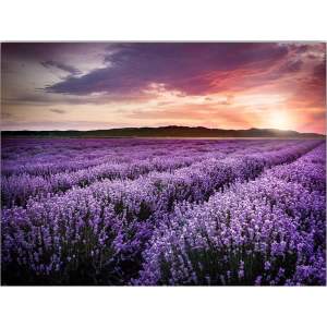 Obraz 100×70 cm Lavender Field – Wallity
