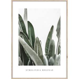 Obraz 50×70 cm Strelitzia – Styler