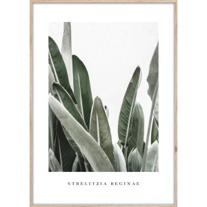 Obraz 50×70 cm Strelitzia – Styler