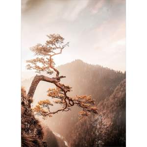 Skleněný obraz 50×70 cm Brown Tree – Styler