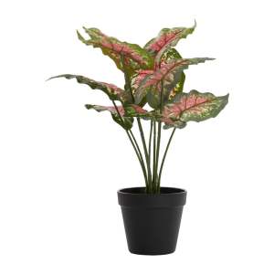 Umělá rostlina (výška 40 cm) Caladium – Light & Living