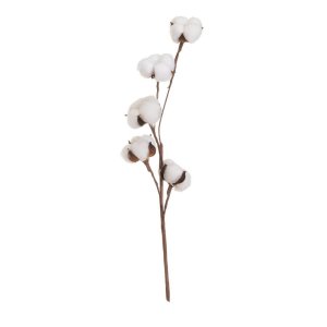 Sušená rostlina (výška 55 cm) Cotton – Casa Selección