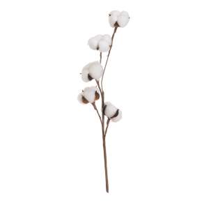 Sušená rostlina (výška 55 cm) Cotton – Casa Selección