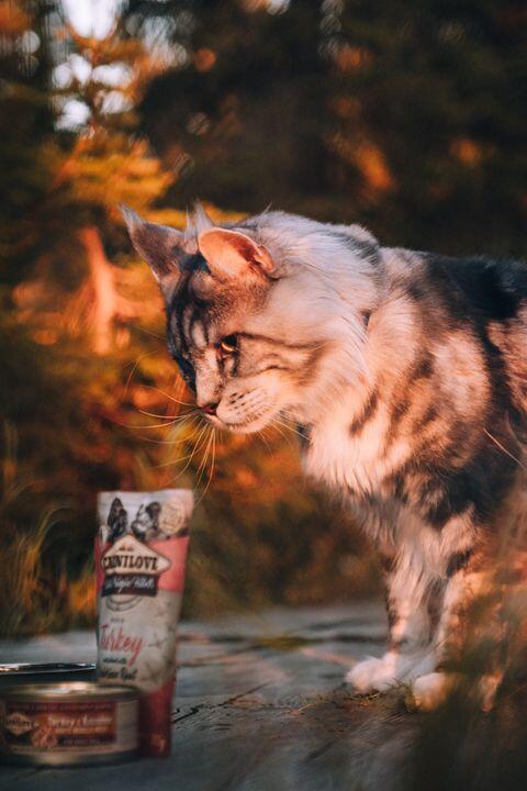 24 x Carnilove Cat Pouch Rich in Pheasant Enriched with Raspberry Leaves 85g - Obrázek 2