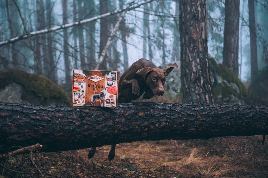 Carnilove Wild Origin Gift for Dogs 2023 - Obrázek 2