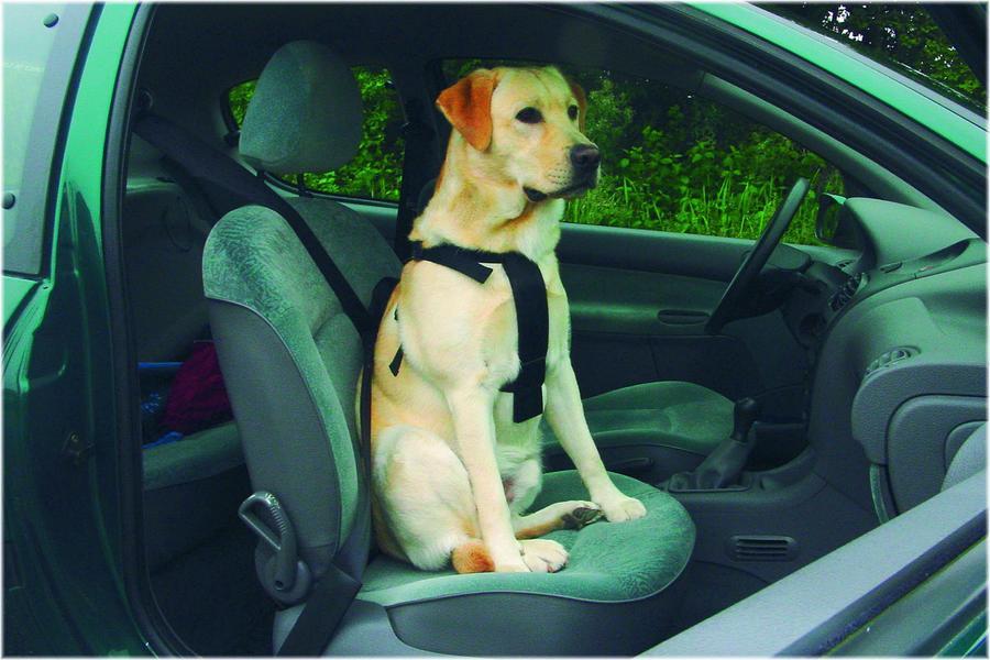 Beeztees Bezpečnostní postroj do auta S Beeztees Bezpečnostní postroj do auta S