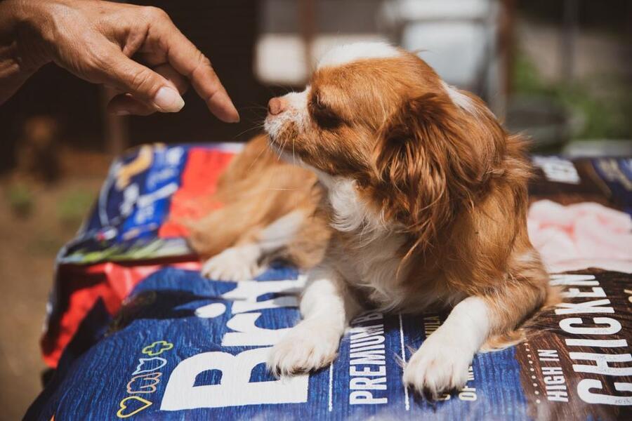 Brit Premium by Nature Junior L - Expirace 3 kg - Obrázek 2