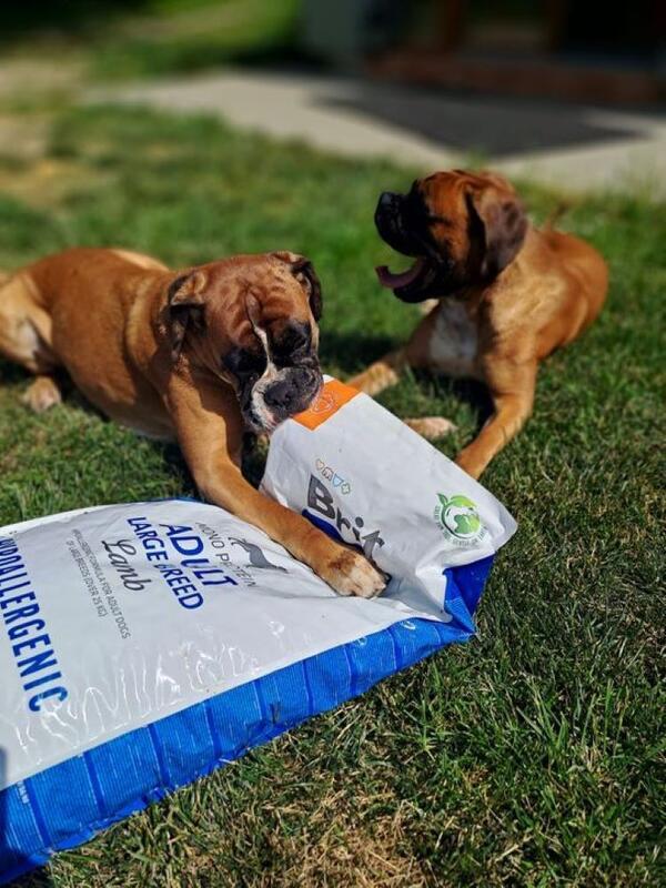 Brit Care Dog Hypoallergenic Adult Large Breed - Expirace 3 kg - Obrázek 2