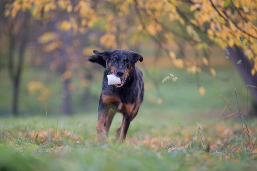 Canvit Immuno 100 g - Obrázek 2