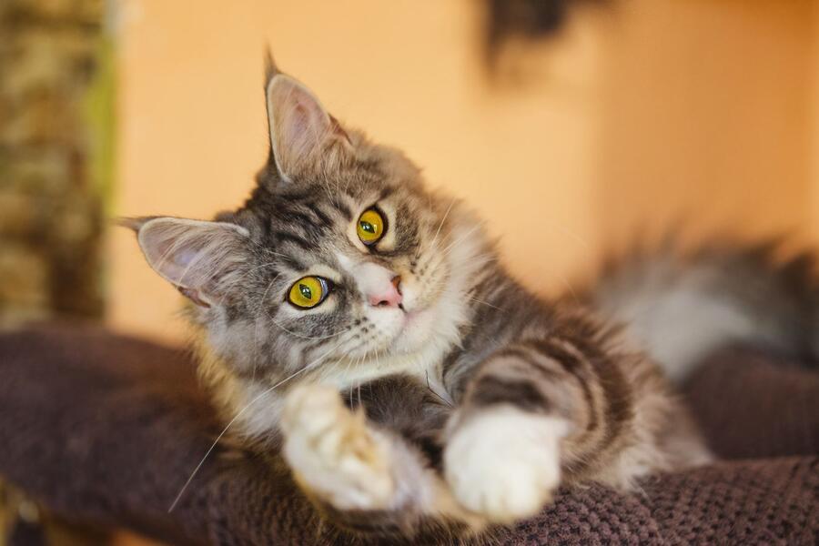 Canvit Nutrimin pro kočky 150 g - Obrázek 2