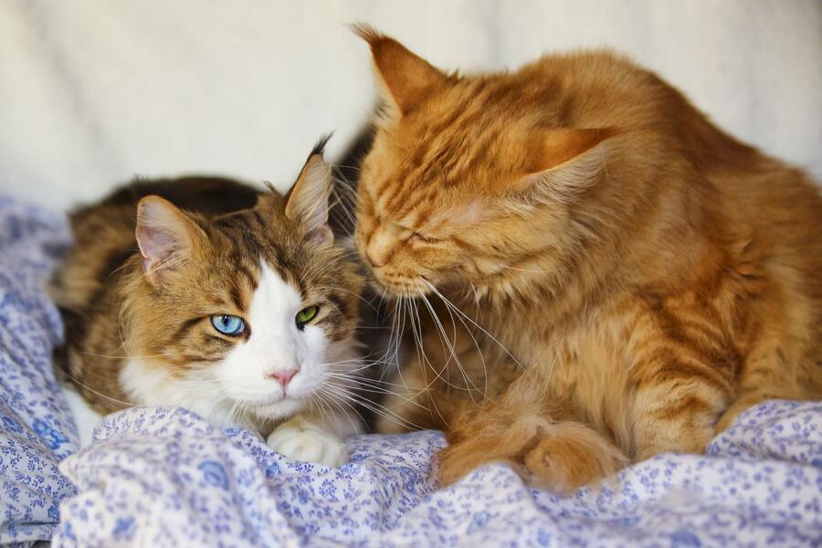 Canvit Multi pro kočky 100 g - Obrázek 2