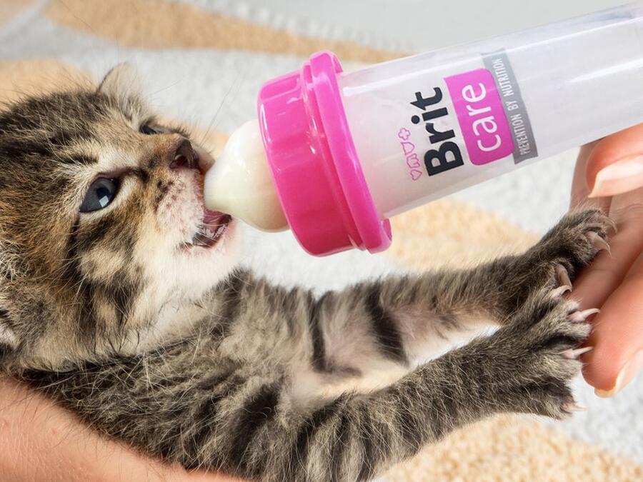 Brit Care Kitten Milk Kit 250 g - Obrázek 2