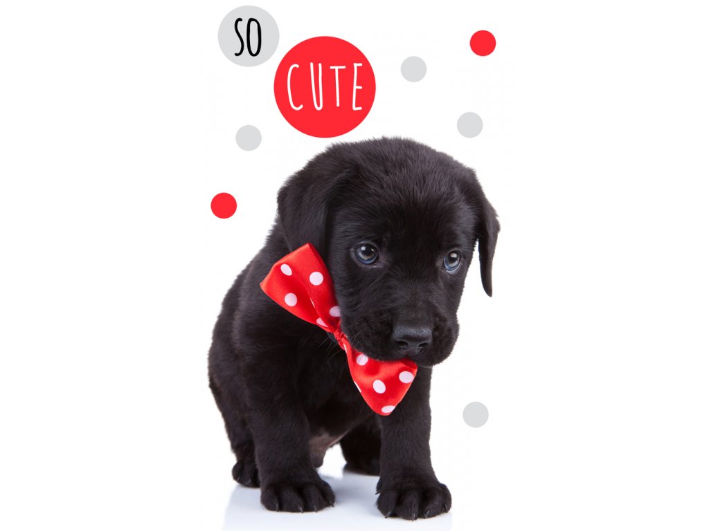 Carbotex Bavlněný froté ručníček 30×50 cm – Roztomilé štěňátko Carbotex Bavlněný froté ručníček 30×50 cm – Roztomilé štěňátko