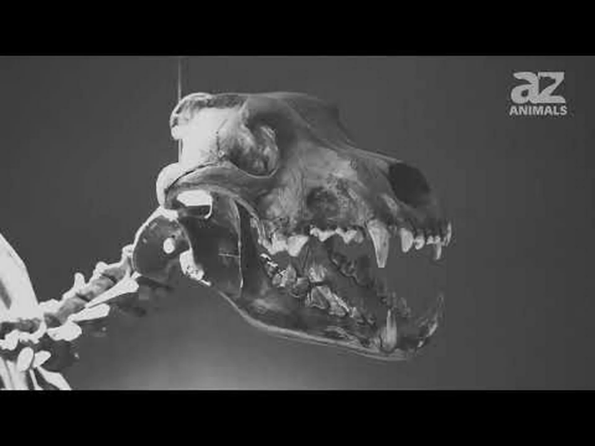 ダイアウルフはいつ絶滅しましたか? ダイアウルフはいつ絶滅しましたか?