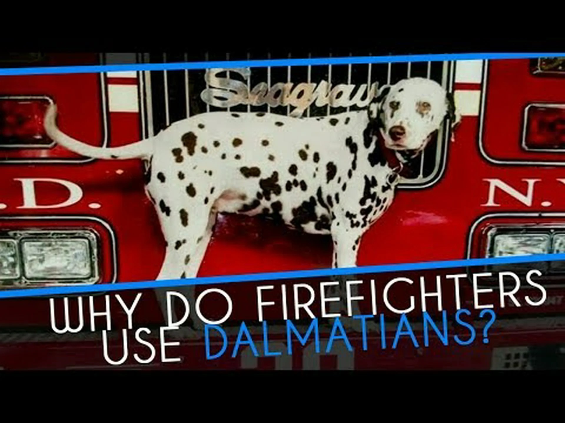 実際のところ、なぜ消防署の犬はいつもダルメシアンなのでしょうか? 実際のところ、なぜ消防署の犬はいつもダルメシアンなのでしょうか?