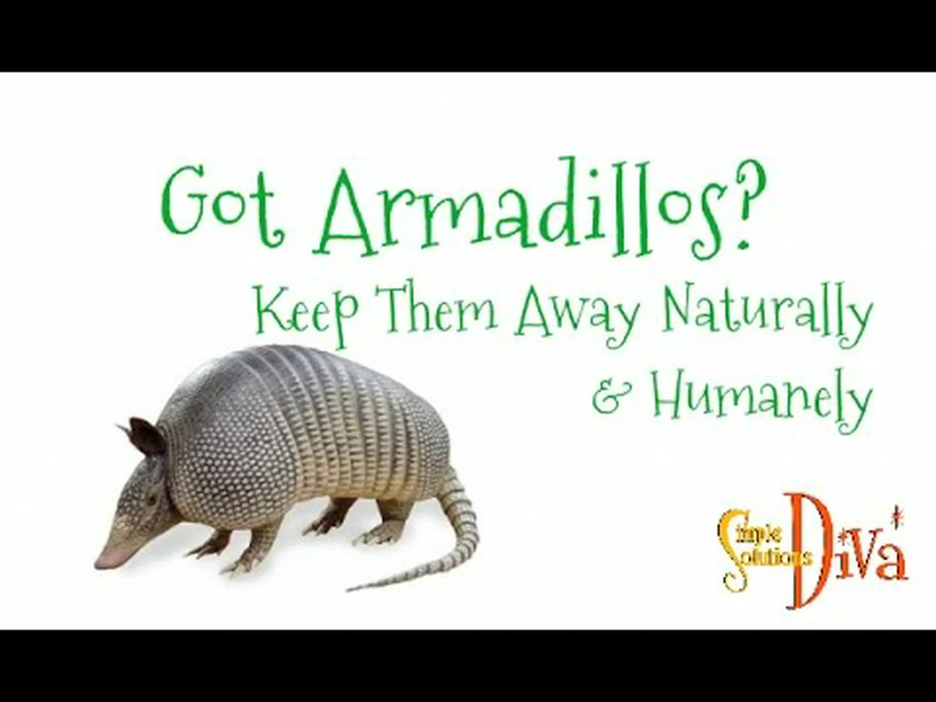 アルマジロが絶対に嫌う8つの匂いを見つけて遠ざけよう アルマジロが絶対に嫌う8つの匂いを見つけて遠ざけよう