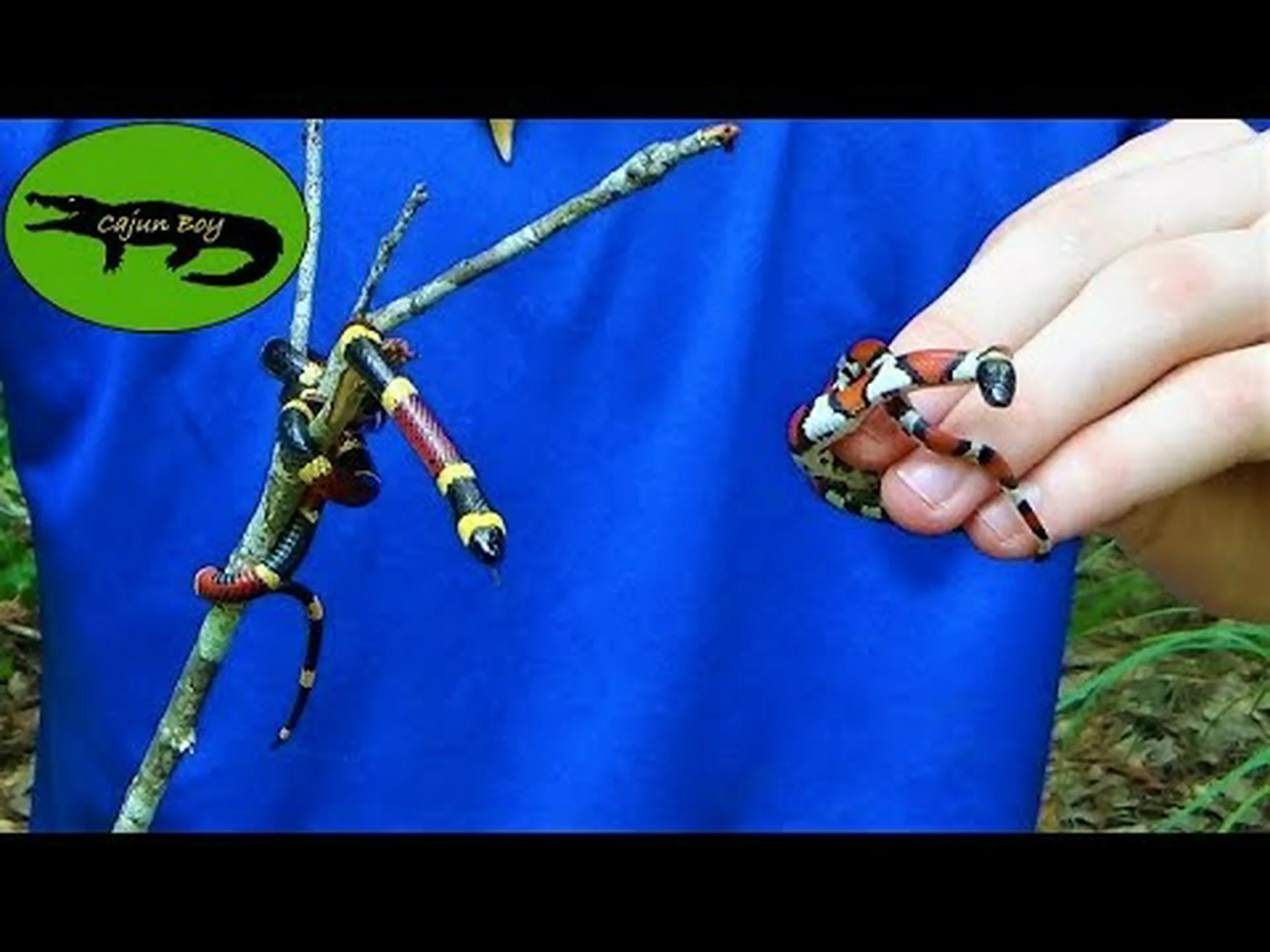 サンゴヘビとミルクスネーク: 5 つの主な違いを説明 サンゴヘビとミルクスネーク: 5 つの主な違いを説明