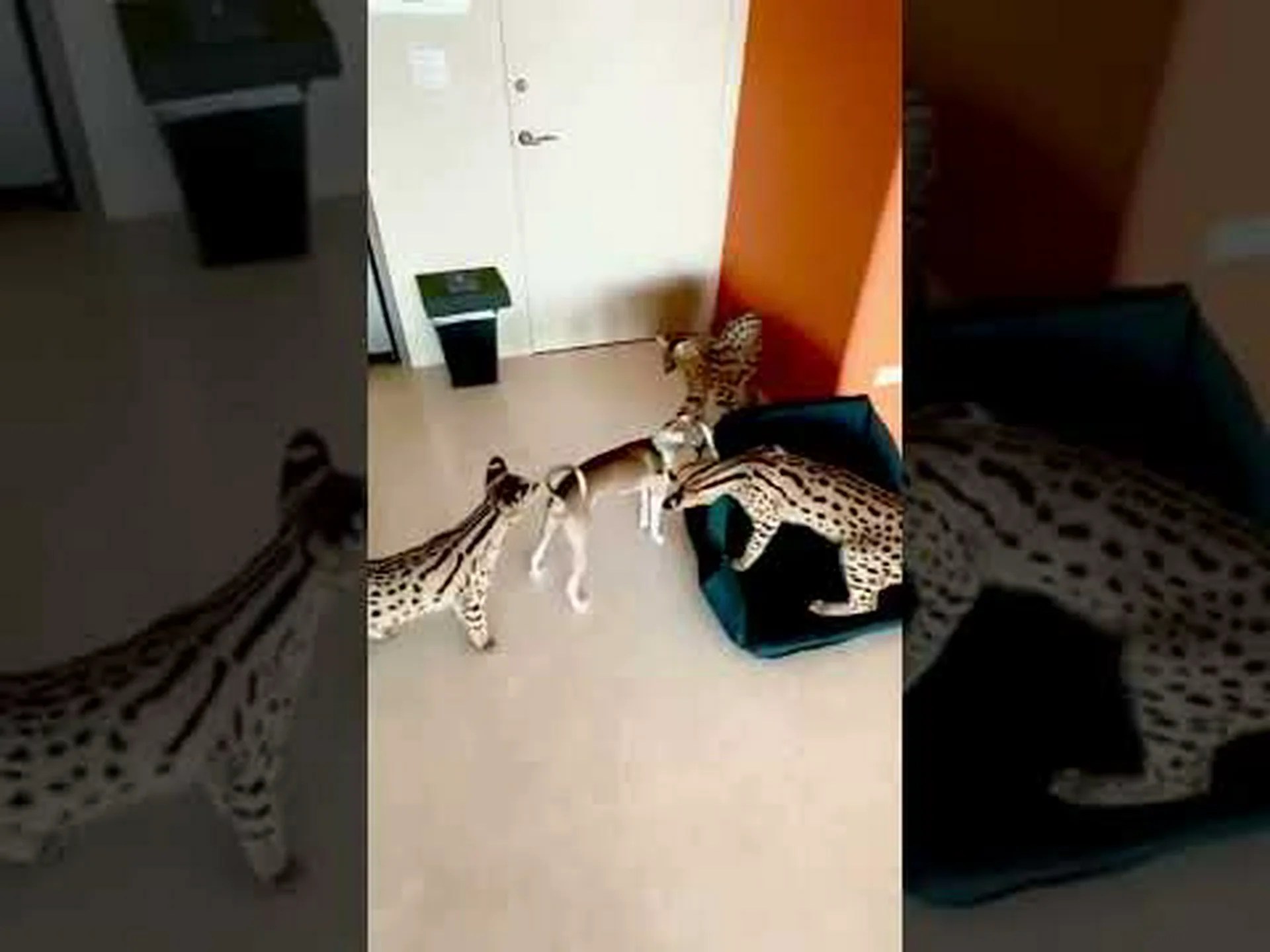 2024 年のサーバルキャットの価格: 購入費、獣医費、その他の費用 2024 年のサーバルキャットの価格: 購入費、獣医費、その他の費用