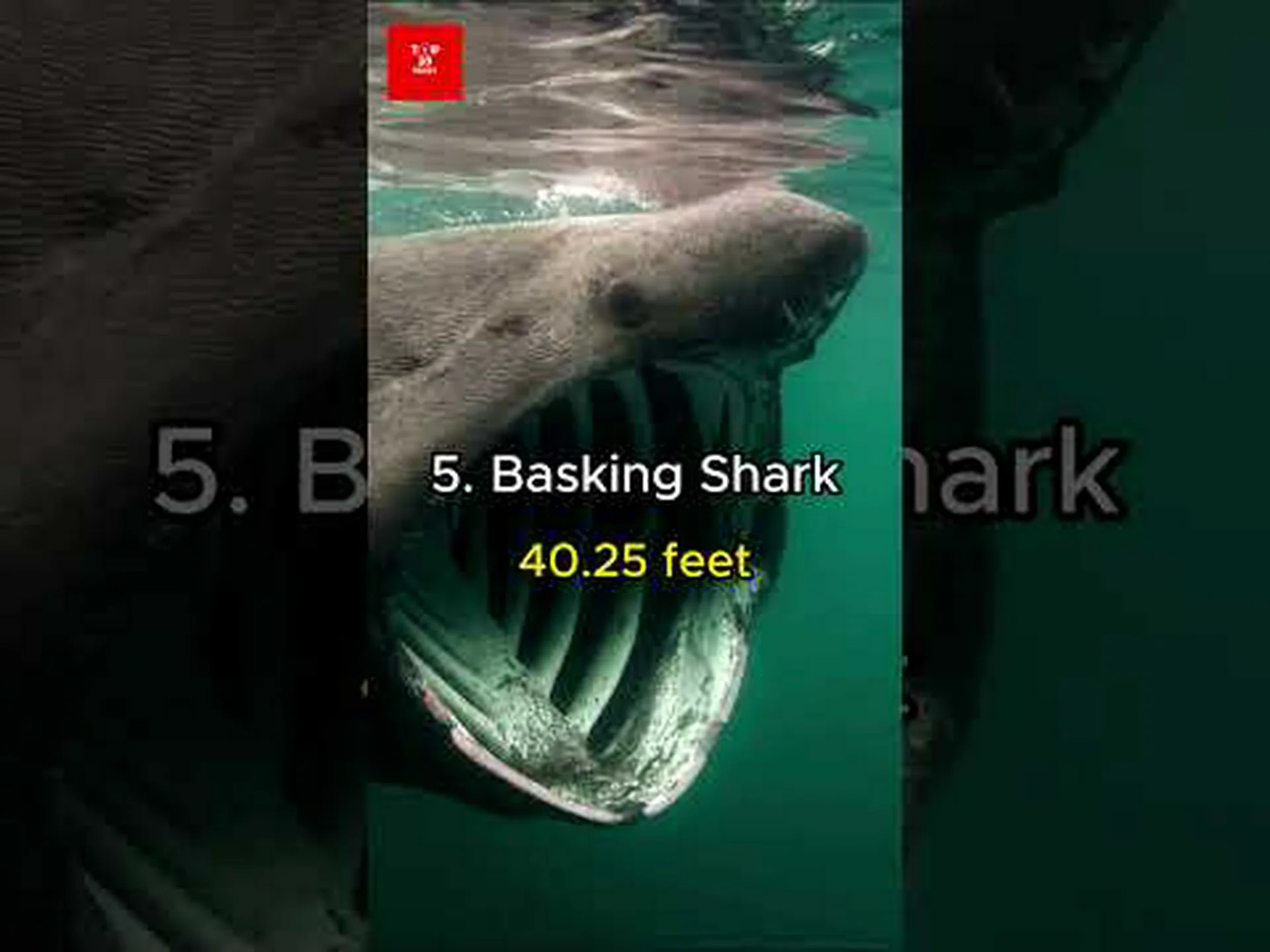 絶滅した不気味な海の動物 10 匹 (写真付き) 絶滅した不気味な海の動物 10 匹 (写真付き)