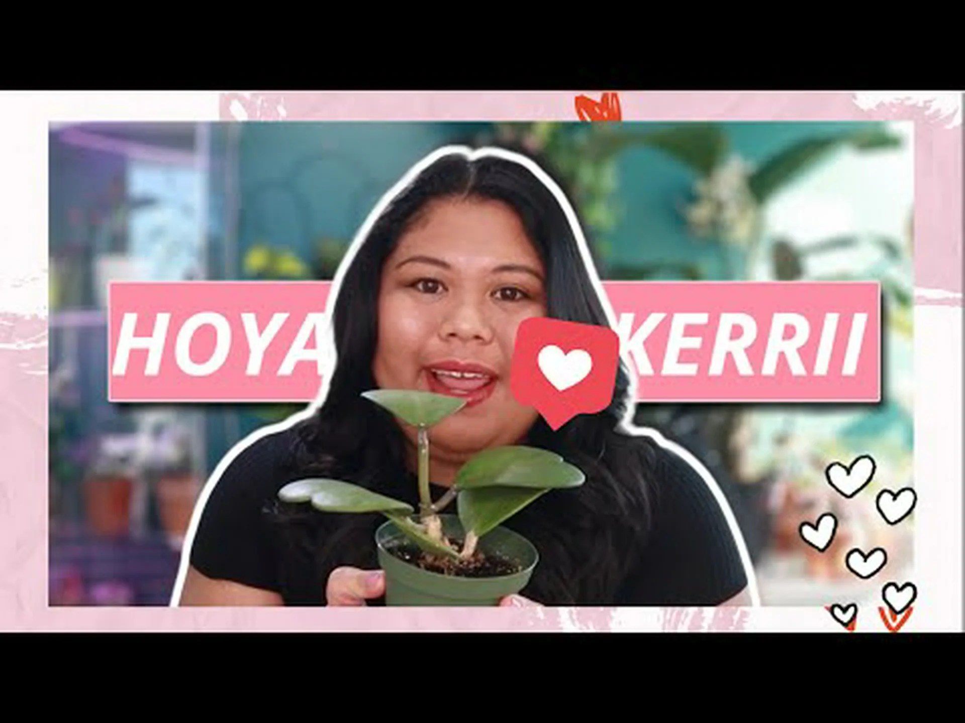 スイートハート ホヤ: 完全ガイド スイートハート ホヤ: 完全ガイド