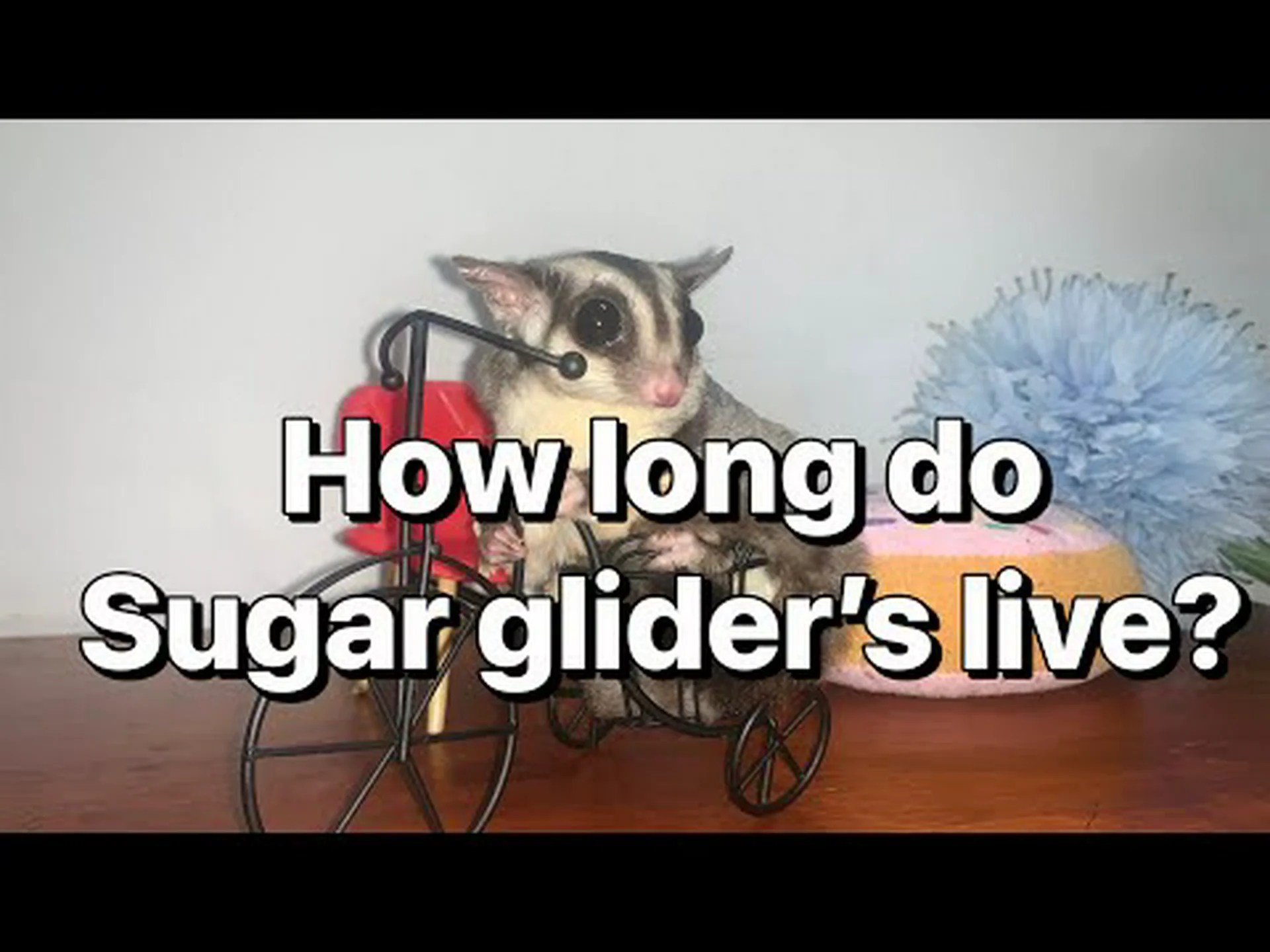 フクロモモンガの寿命: フクロモモンガはどのくらい生きますか? フクロモモンガの寿命: フクロモモンガはどのくらい生きますか?