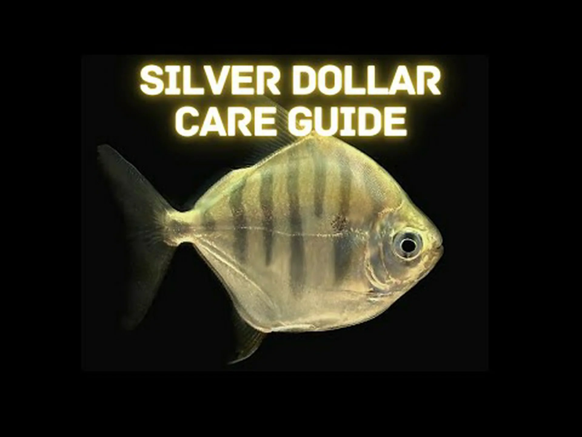 5 種類のシルバー ダラー フィッシュ: 魚の選択、飼育、世話に関するガイド 5 種類のシルバー ダラー フィッシュ: 魚の選択、飼育、世話に関するガイド