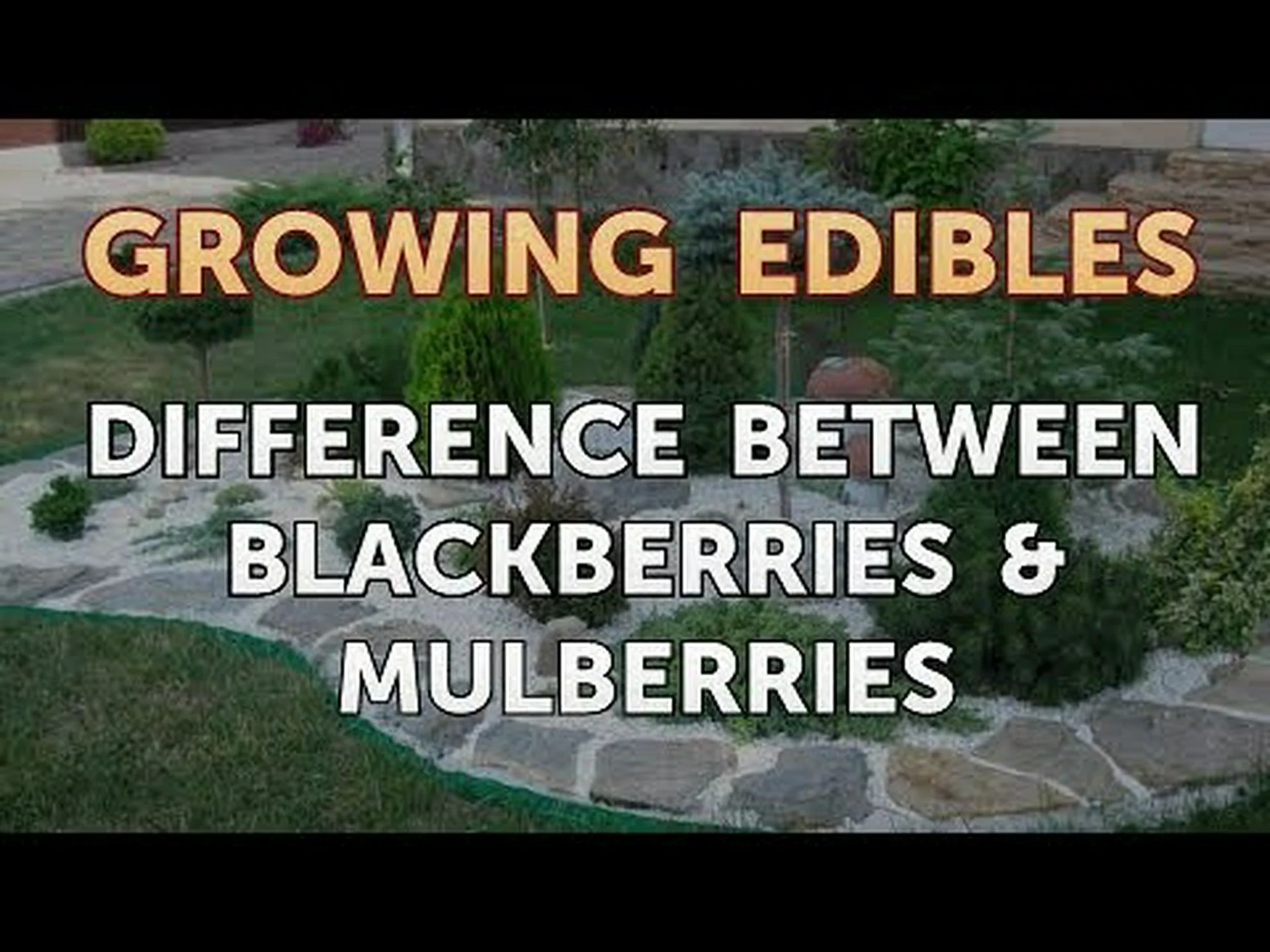 マルベリーとブラックベリー: 5 つの主な違い マルベリーとブラックベリー: 5 つの主な違い