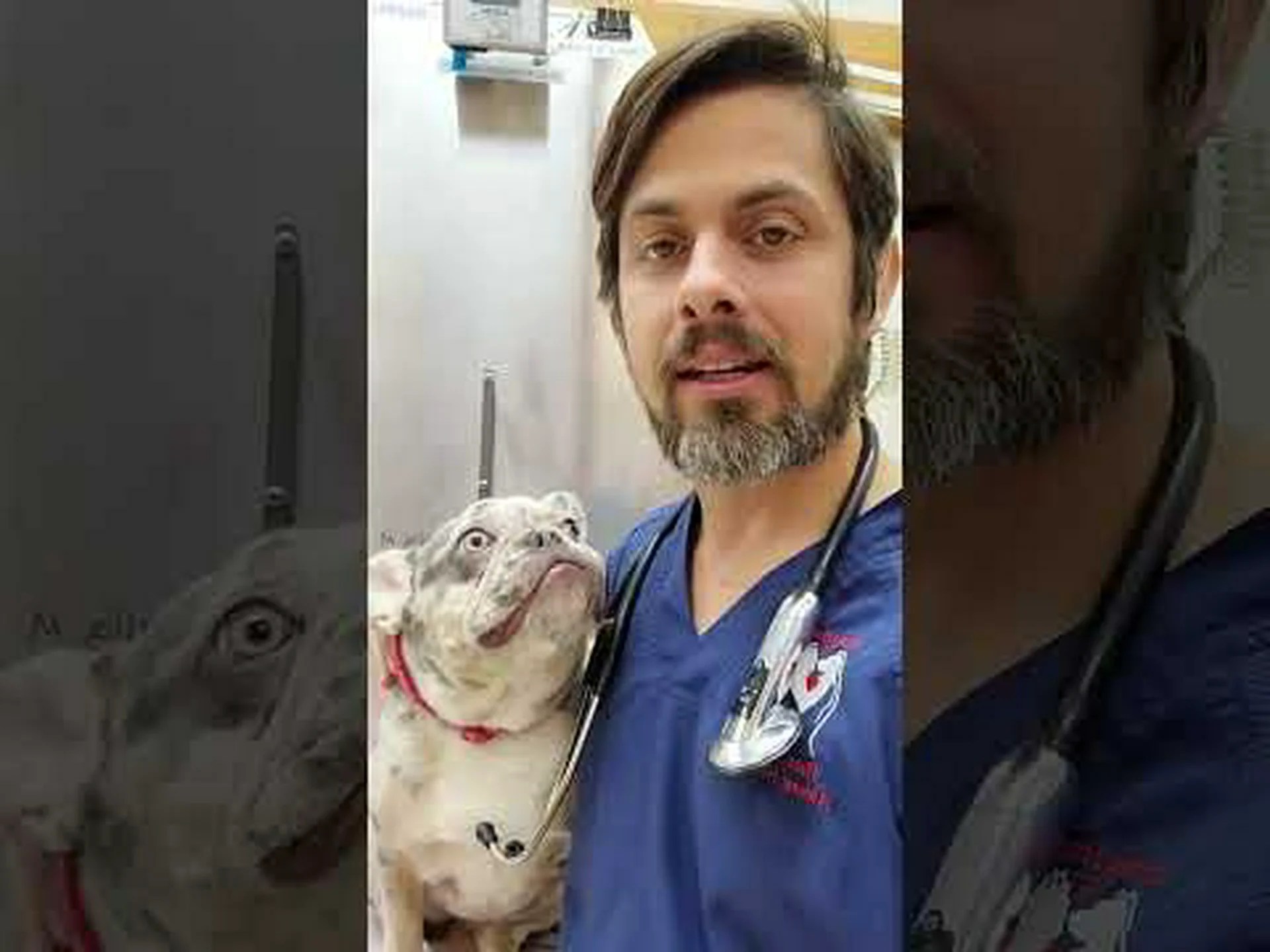 10頭の短頭種の犬とそれをめぐる高まる論争 10頭の短頭種の犬とそれをめぐる高まる論争