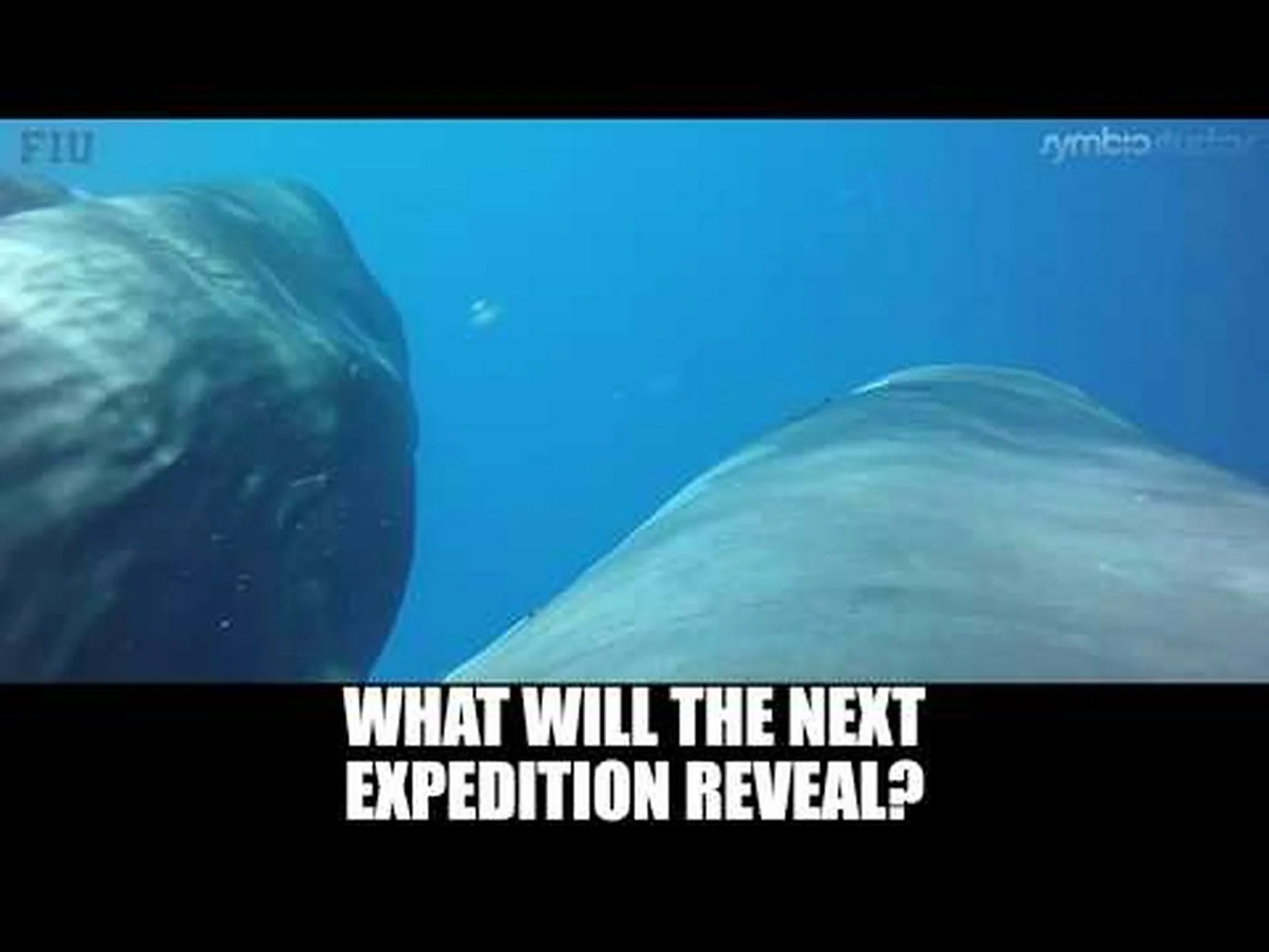 マッコウクジラが巨大イカを狩る様子を一人称視点で見る マッコウクジラが巨大イカを狩る様子を一人称視点で見る