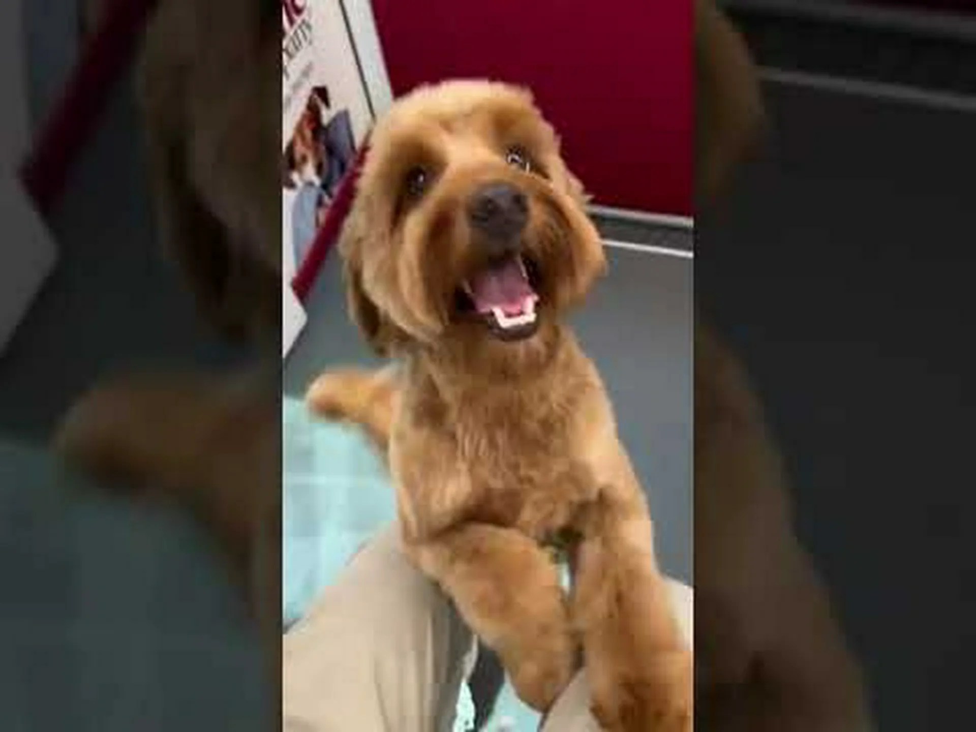 犬がピーカンナッツを安全に食べられない3つの理由 犬がピーカンナッツを安全に食べられない3つの理由