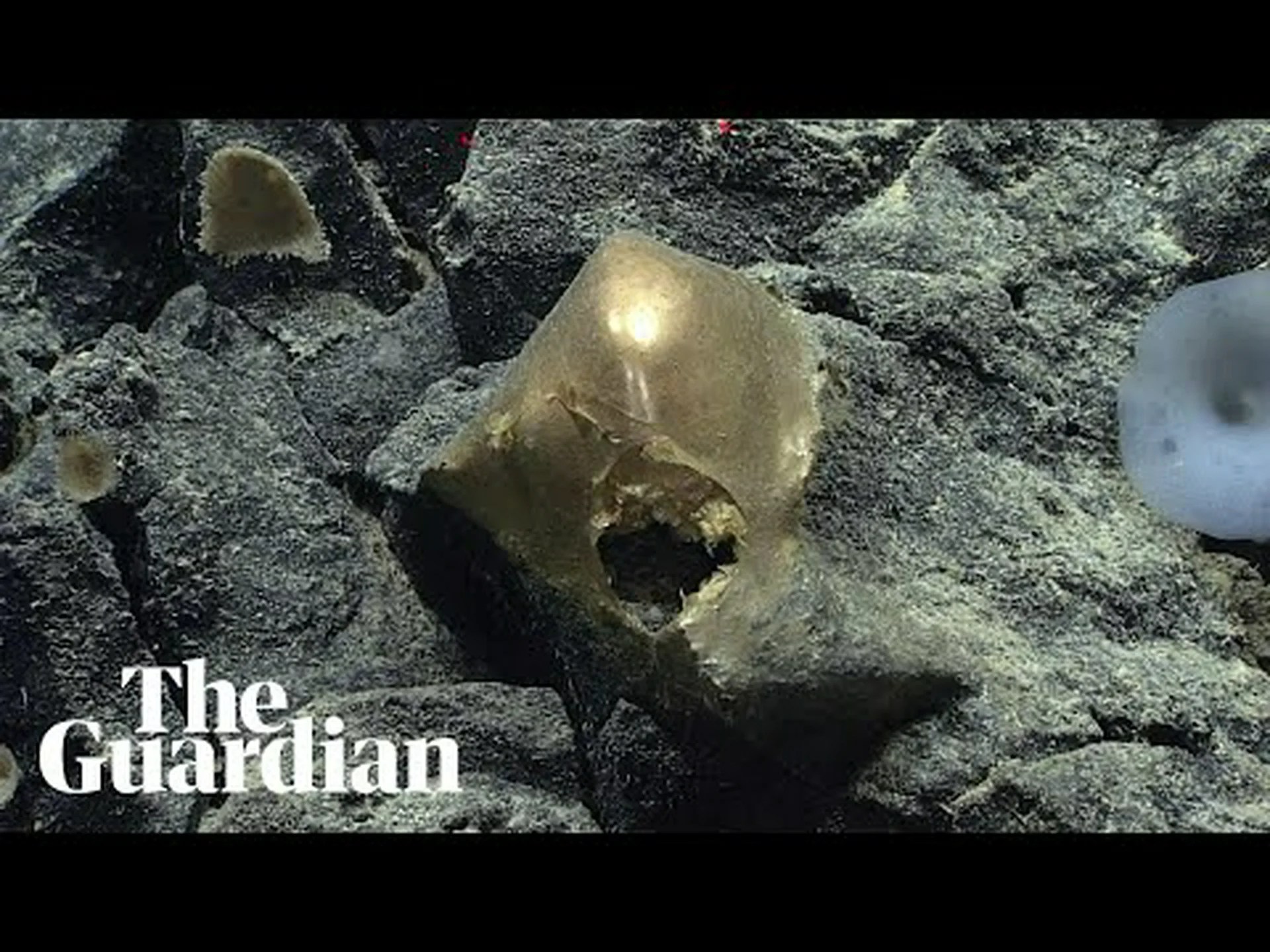 アラスカ沖の深海で謎の金の卵を発見、専門家ら困惑 アラスカ沖の深海で謎の金の卵を発見、専門家ら困惑