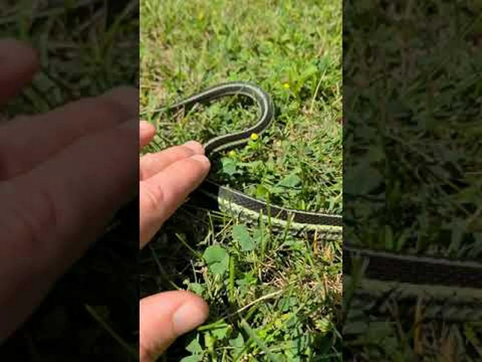 クロネックガータースネーク:生息地、食事、識別のヒント クロネックガータースネーク:生息地、食事、識別のヒント