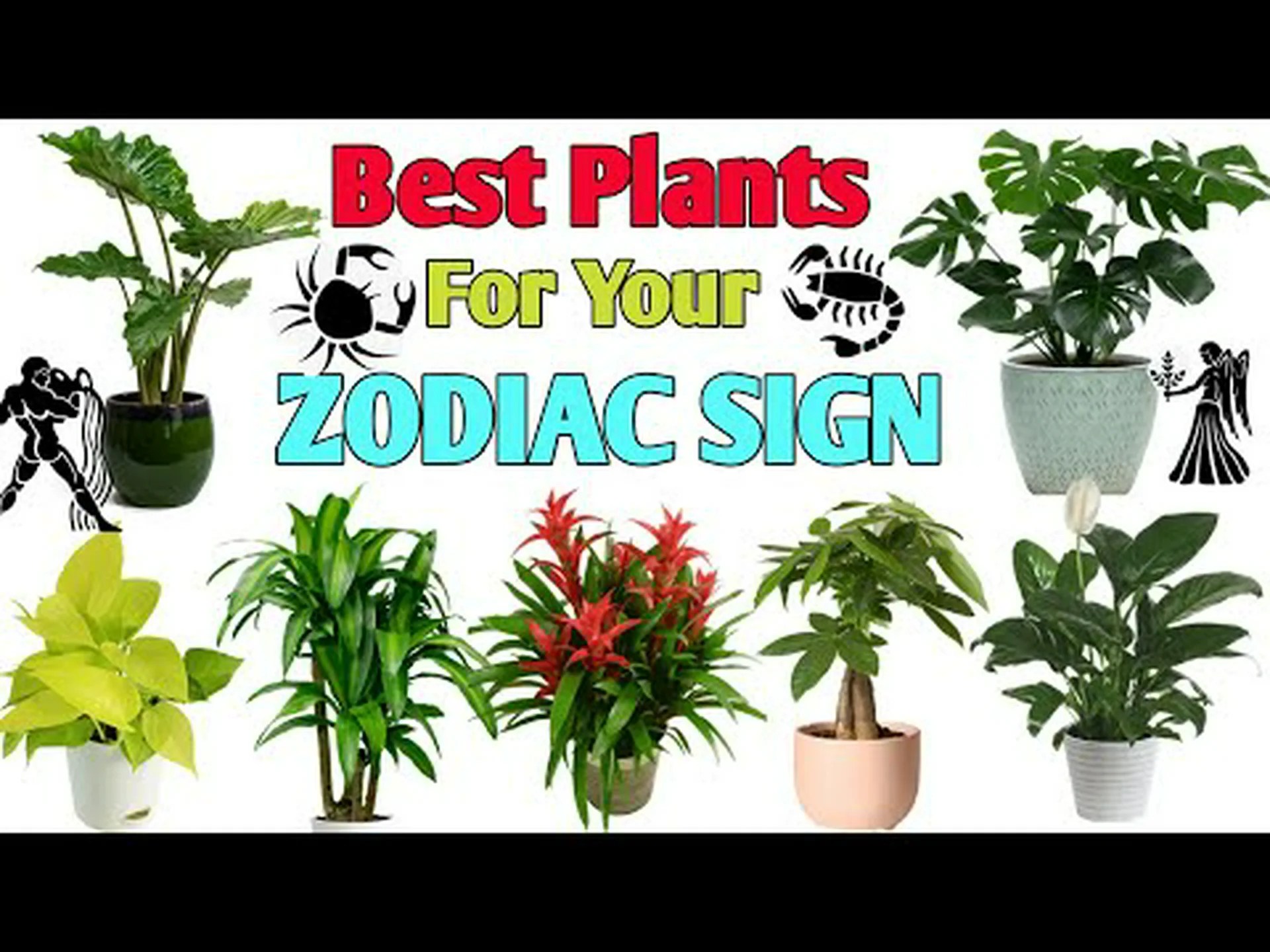 占星術のガーデニング: 星座に基づいて何を植えるべきか 占星術のガーデニング: 星座に基づいて何を植えるべきか