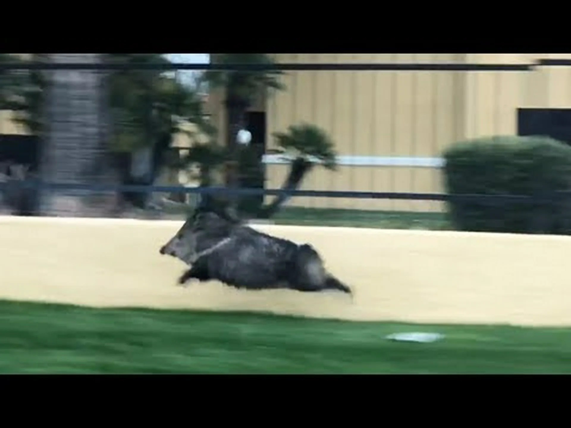 ツーソンを疾走するジャベリナ バレルを観察する ツーソンを疾走するジャベリナ バレルを観察する