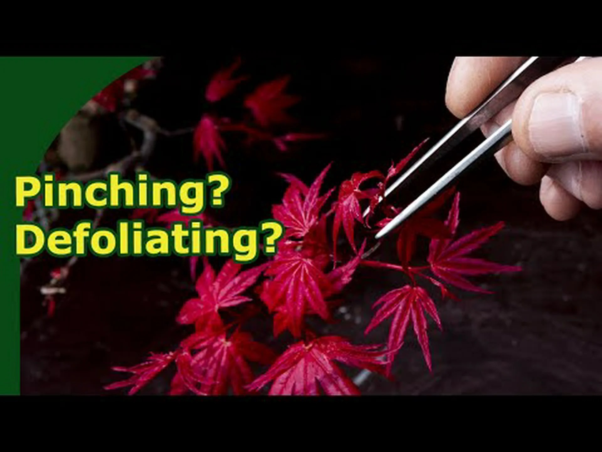 盆栽の木の葉を落とす方法: なぜそれが重要なのか 盆栽の木の葉を落とす方法: なぜそれが重要なのか