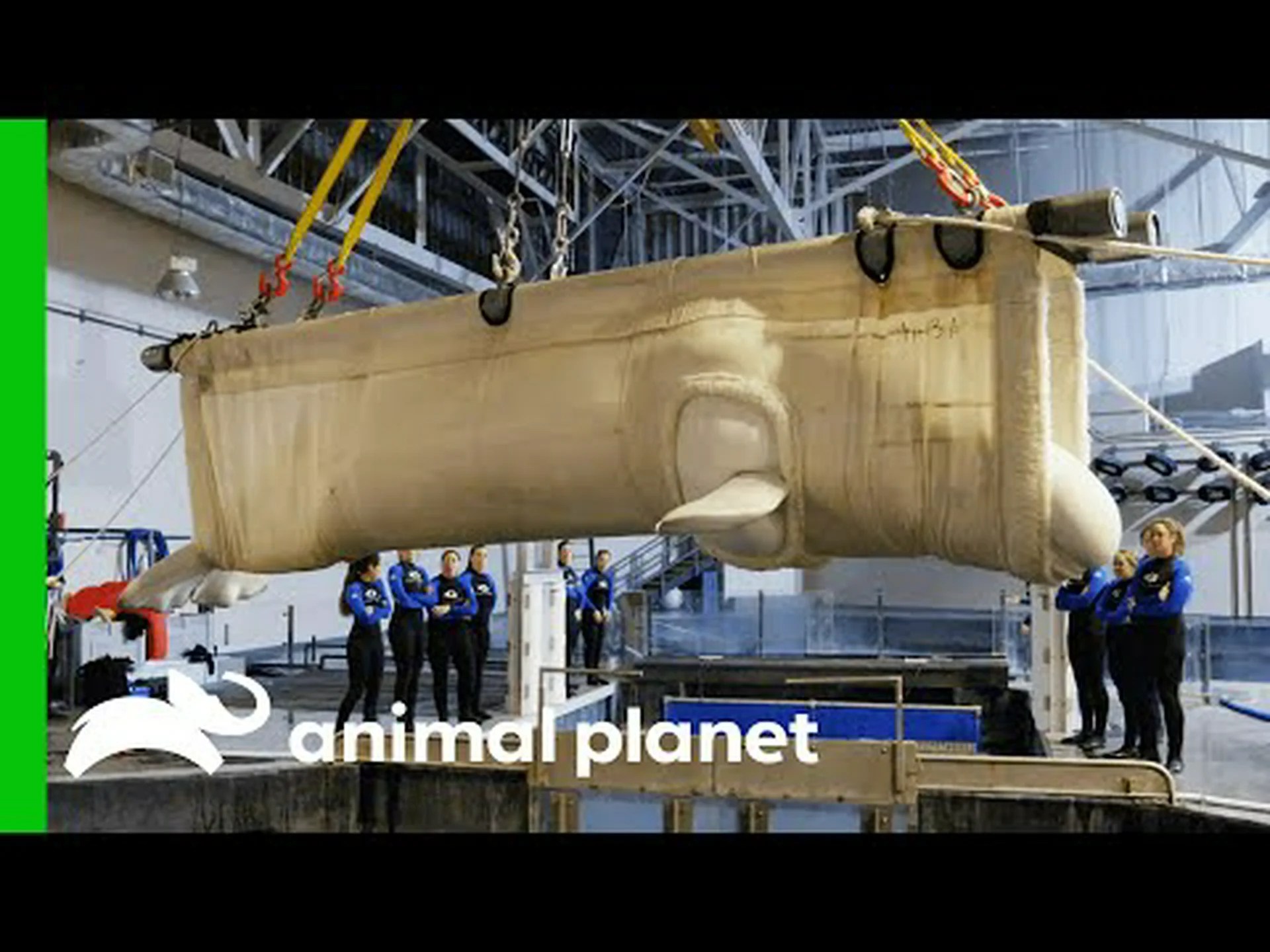 シロイルカがいる 4 つの幸運な水族館を発見 シロイルカがいる 4 つの幸運な水族館を発見