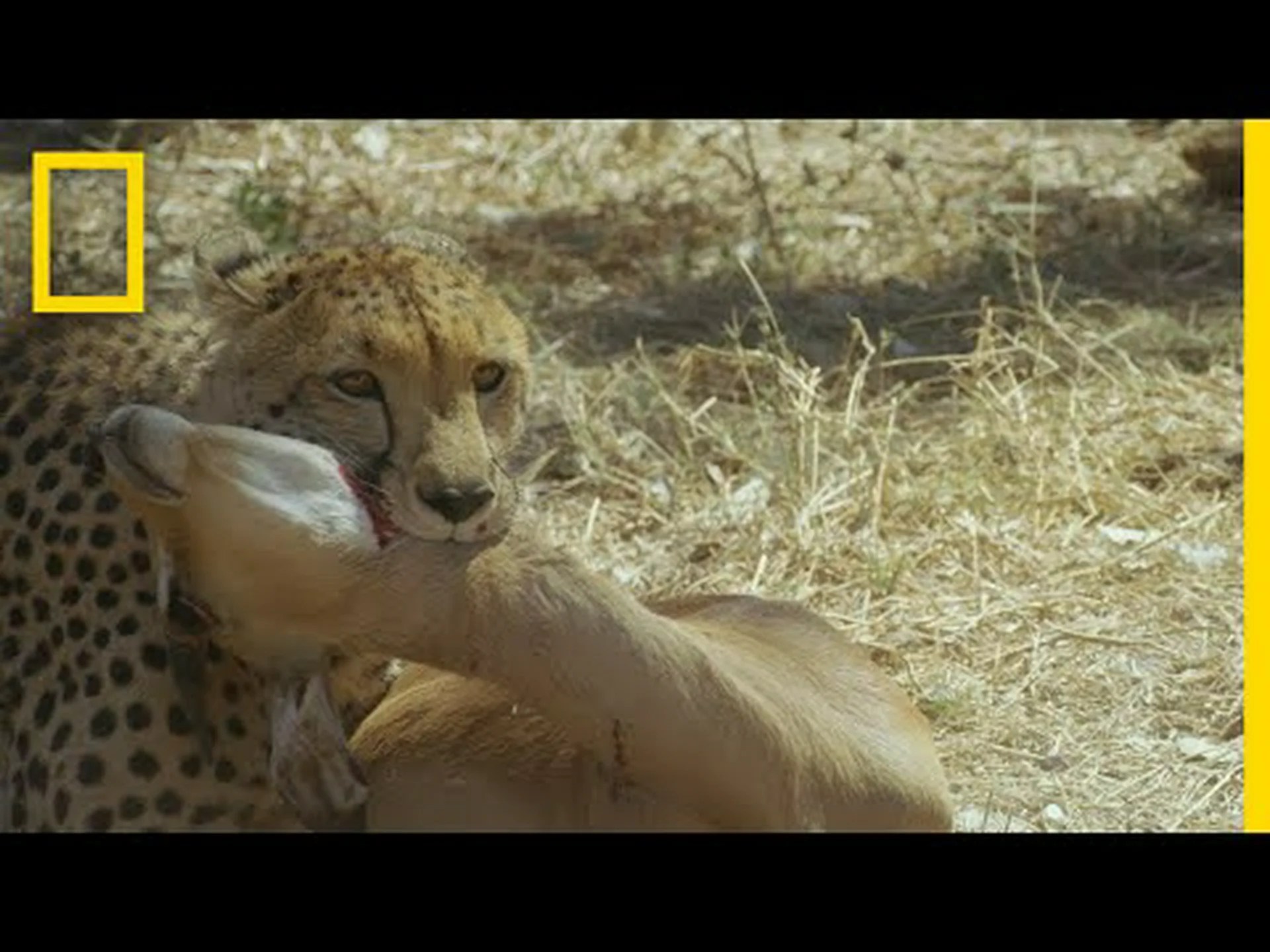 大胆なハイエナがチーターの獲物を盗もうとし、少し無理をしすぎた 大胆なハイエナがチーターの獲物を盗もうとし、少し無理をしすぎた